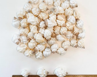 Cancellaria Undulata Seashells 1"-1.5" (20 count/ 40 count)