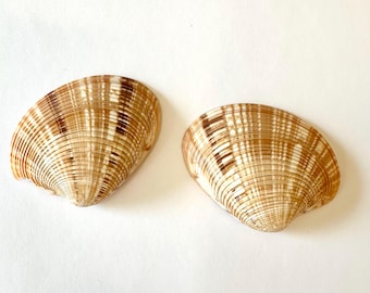 Callista Erycina Clam Pairs 2"-3" (sold in pairs, packs of 3 or 6)