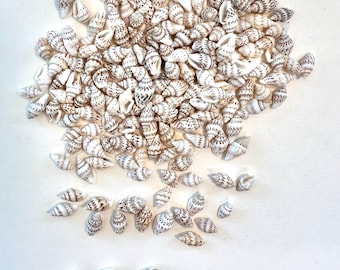 India Dove Seashells 0.5"/ 2lb bag