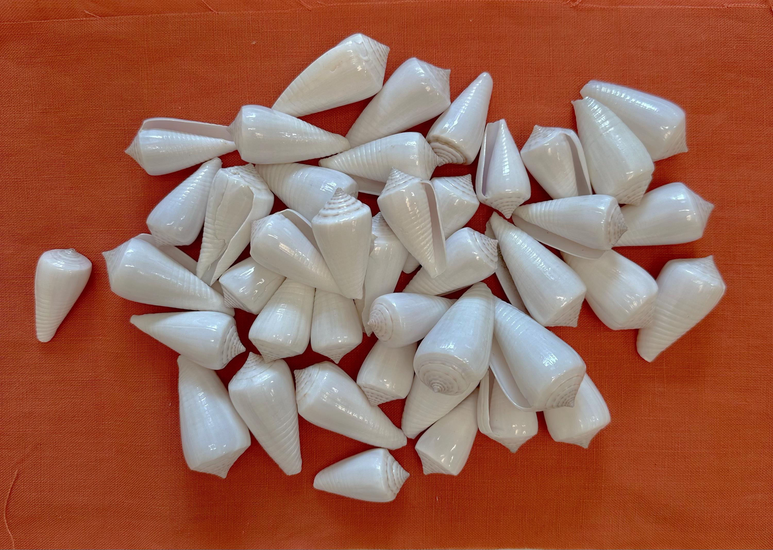 Sea Shell Cone White Cone Glossy Seashell 1