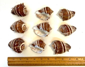 King Crown Seashells Large 2"-2.5" (6 count/20 count)