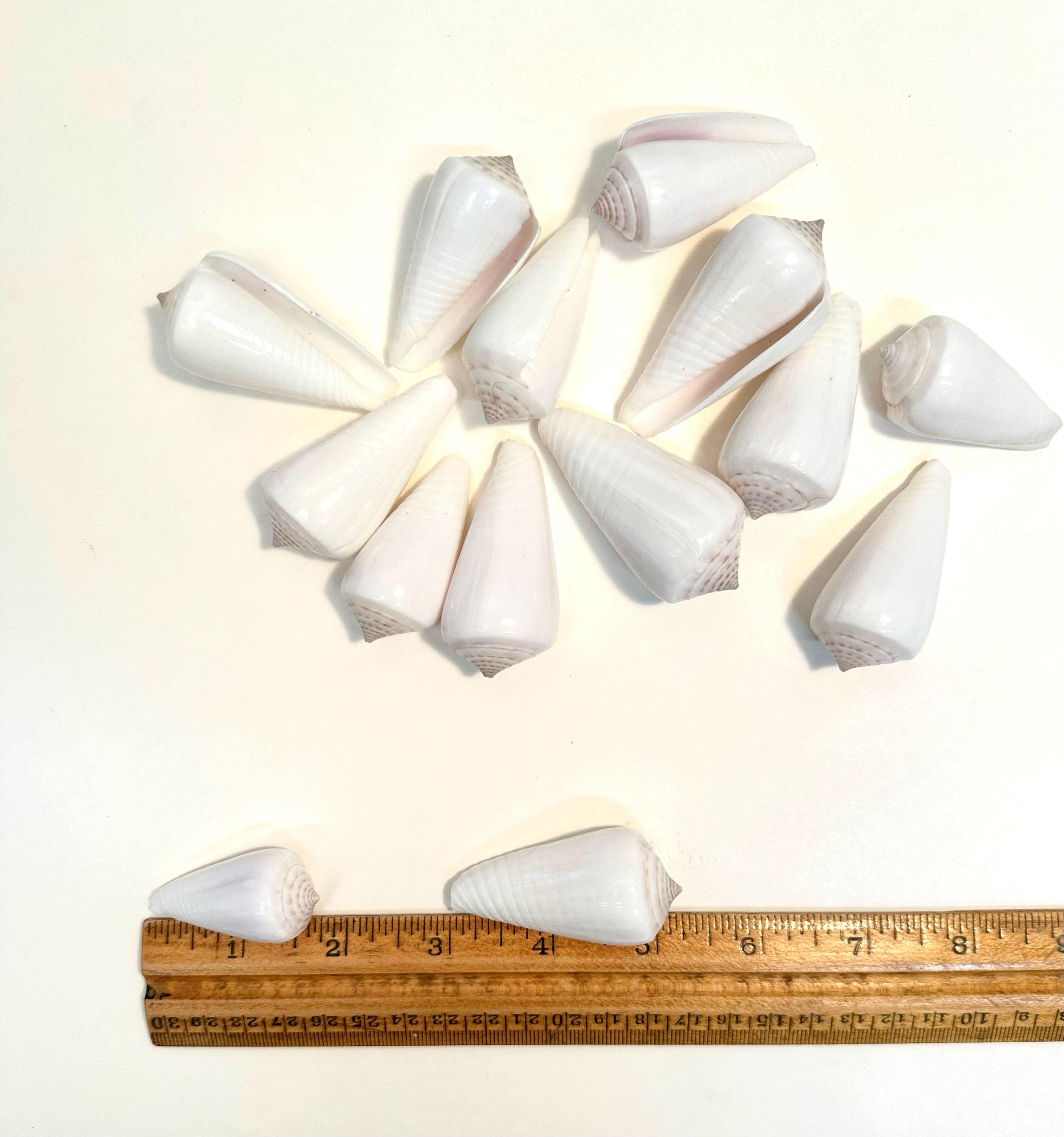 Sea Shell Cone White Cone Glossy Seashell 1