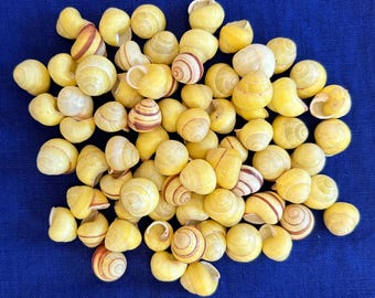 Yellow Banded Snail Shells .75”  (25 count)