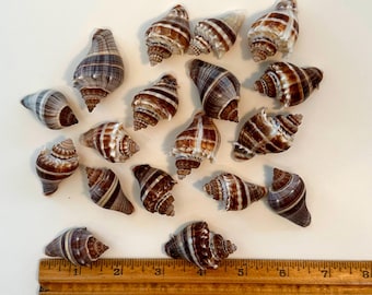 King Crown Seashells 1.5"-2" (60 count/100 count)