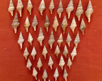 Javanna Turris Seashells 1"-1.5"  11oz bag