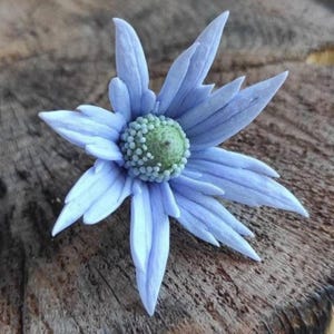 Può includere: Un ornamento floreale scolpito con petali appuntiti color blu pervinca chiaro disposti a stella. Il centro del fiore è una cupola rialzata e testurizzata, ricoperta da piccole sfere simili a perline di colore verde pallido che creano contrasto.