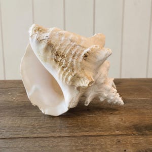 May include: A large, off-white conch shell with a textured, weathered exterior featuring tan and brown mottled patches. The shell has a wide, smooth, cream-colored opening and a spiraled, pointed apex, showcasing natural ridges and organic contours.