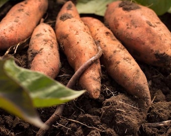 Sweet Potato Slips – Live Non-GMO Garden Starts, Fast Growing Vegetable Plants