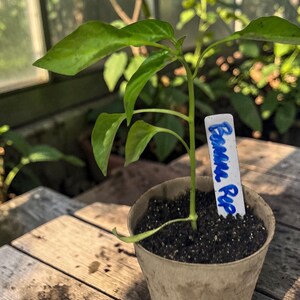 Sweet Banana Pepper Plant Start – Organic Garden Starter Seedling