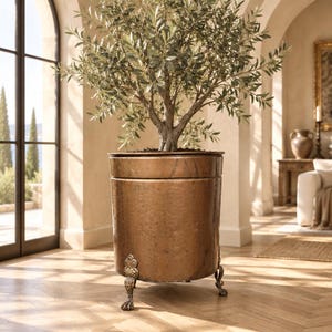 May include: A cylindrical copper planter with a hammered texture and a smooth upper rim. The planter is supported by three ornate, claw-shaped metal feet that extend from the base. An olive tree with green leaves is planted inside the container.