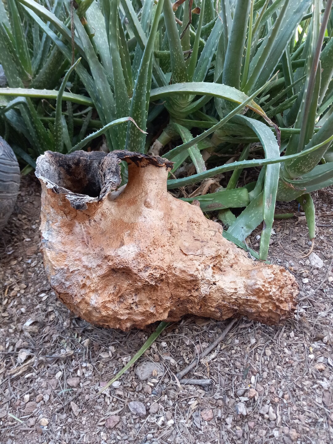 Good Size Saguaro Cactus Boot With Two Fluted Holes Etsy