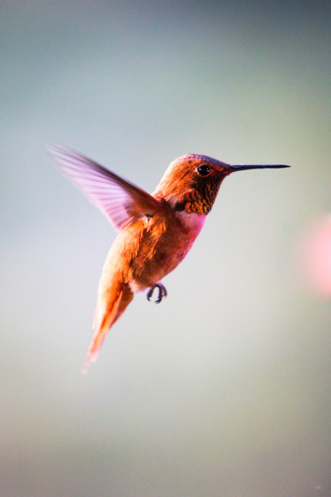 Hummingbird Red Rust Color Portrait of a Red Rufous Hummingbird, Digital Download in Multiple ...