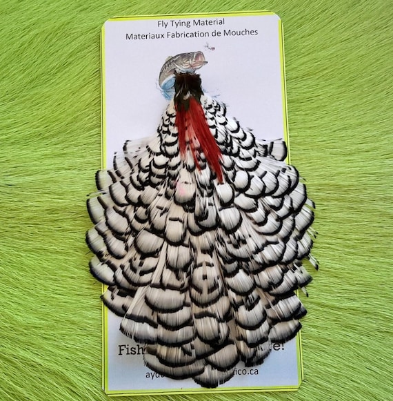 Lady Amherst Cape..  Fly Tying.  Grade  "AA"  Large.  Color,, Natural.