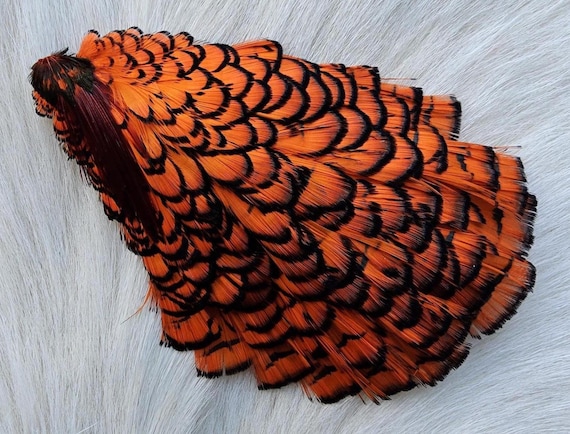 Lady Amherst Pheasant Cape.  Fly Tying Feather...  (1) Lady Amherst Pheasant Cape..  Grade  "A A"  Color, Orange.