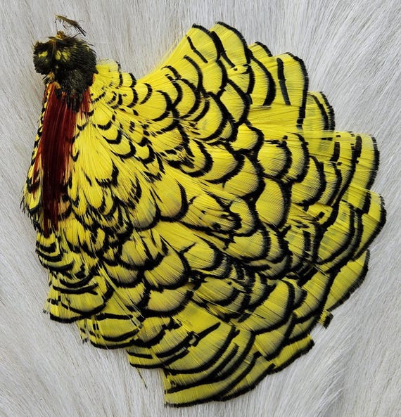 Lady Amherst Pheasant Cape.  Fly Tying Feather...  (1) Lady Amherst Pheasant Cape..  Grade  "A A"  Color, Yellow.