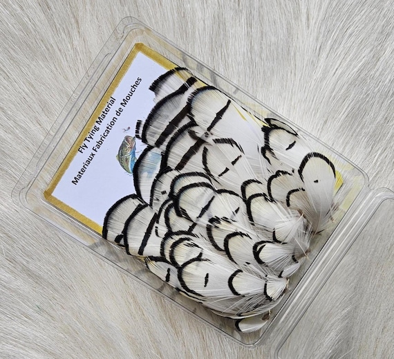 Craft Feather.  Lady Amherst Pheasant Feather..  Fly Tying Feather...  (1) Lady Amherst Pheasant ..  Grade  "A"  Color , Natural,, Selected.