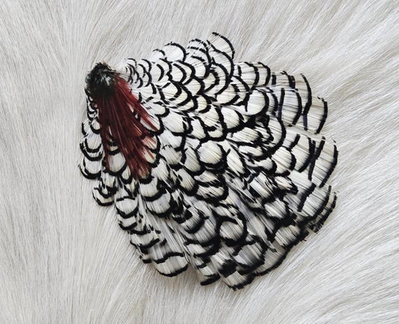 Lady Amherst Cape..  Fly Tying.  Grade  "AA"  Large.  Beautiful Natural Color,.