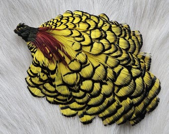 May include: A cluster of yellow feathers with black markings and a dark base, possibly from a bird. The feathers have a layered pattern and are set against a white, textured background.