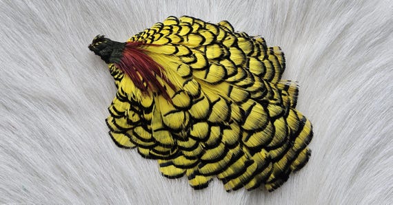 Craft Feather. Lady Amherst Pheasant Cape.  Fly Tying Feather...  (1) Lady Amherst Pheasant Cape..  Grade  "AA"  Color, Bright Yellow.