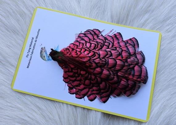 Lady Amherst Pheasant Cape.  Fly Tying Feather...  (1) Lady Amherst Pheasant Cape..  Grade  "A"  Color, Red.