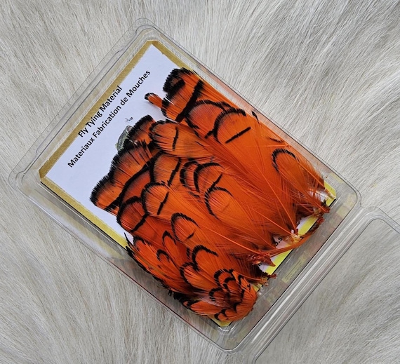Lady Amherst Pheasant Feather..  Fly Tying Feather...  (1) Lady Amherst Pheasant ..  Grade  "A"  Color , Orange,, Selected.