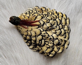 May include: A fan-shaped arrangement of feathers featuring a cream-colored base with distinct black, scale-like patterns. The cluster is anchored at one end by a dark brown, textured knot, with several thin, deep red feathers extending outward.