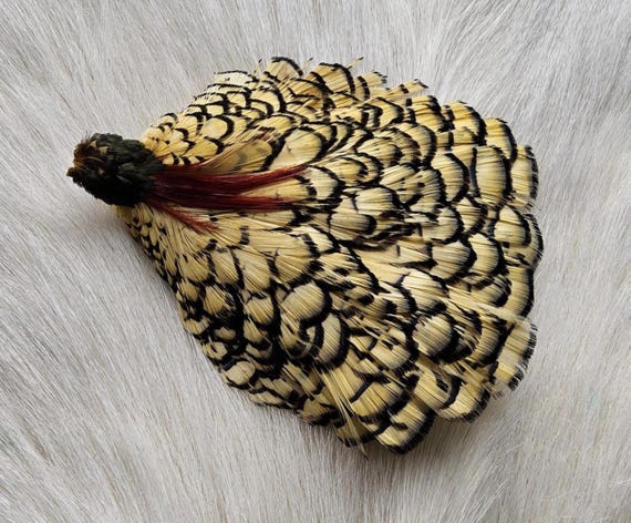 Craft Feather.  Lady Amherst Pheasant Cape.  Fly Tying Feather...  (1) Lady Amherst Pheasant Cape..  Grade  "AA"  Color, Cream.