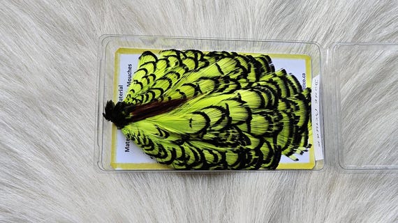 Lady Amherst Pheasant Cape.  Fly Tying Feather...  (1) Lady Amherst Pheasant Cape..  Grade  "A"  Color,, Kelly Green.