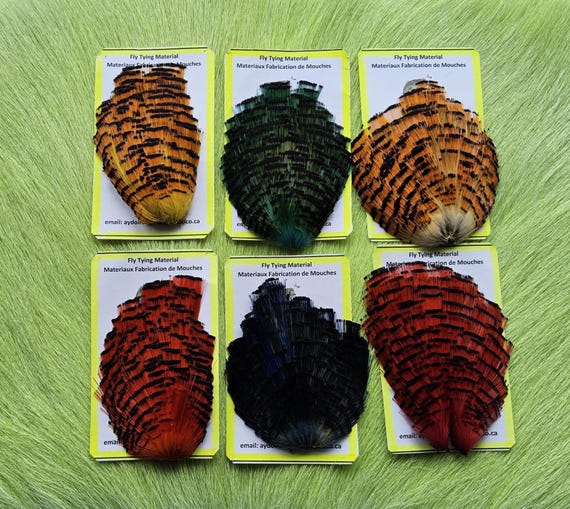 Golden Pheasant .  Fly Tying Feather...  (6) Golden Pheasant Tippets Combo..  (6) Assorted Colors