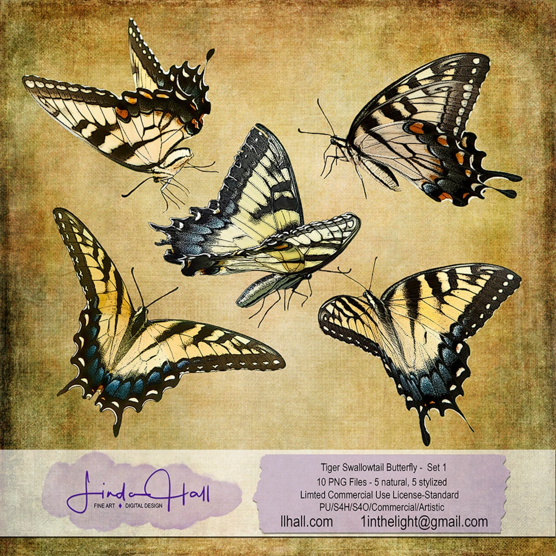 版画 SWALLOWTAIL BUTTERFLY Appalachian Tiger Swallowtail Butterfly - Signed Fine Art Print