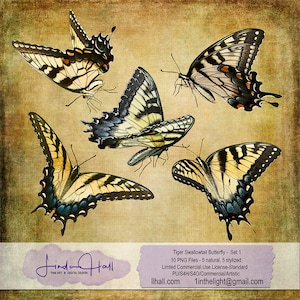 Tiger Swallowtail Butterfly Set 1