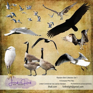 Random Bird Collection Set 1