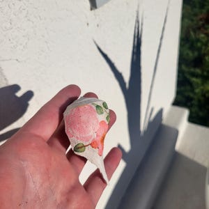 Concha fósil de buccino con decoración floral de Florida, de 2 millones de años de antigüedad