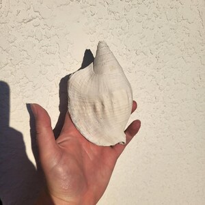 Op de afbeelding: Een grote, gebroken witte zeeschelp met een textuur. De schelp wordt in een hand gehouden, waarbij de natuurlijke vorm en kleur worden getoond. De vorm van de schelp komt prominent naar voren tegen een neutrale achtergrond.