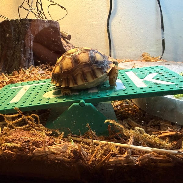 3D Printed Reptile Seesaw Toy, Turtle Tortoise Gecko Lizard Habitat Enrichment