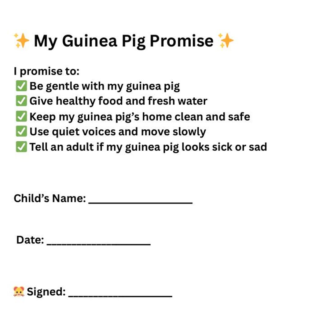 Picture Idea: A Kid Friendly Guide On Looking After Guinea Pigs