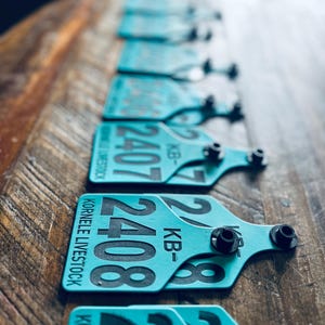 May include: A series of turquoise livestock ear tags arranged in a row. Each tag features black printed text including the number 2408, the letters KB, and the words KORNELE LIVESTOCK. The tags have black plastic fasteners attached to the top.