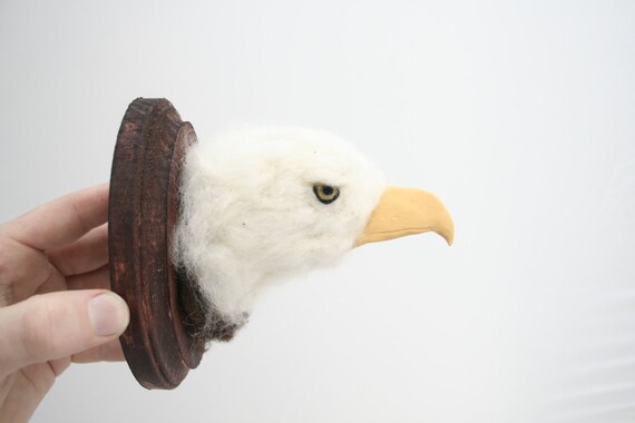 Bald Eagle (Haliaeetus leucocephalus)