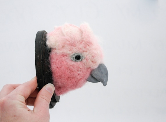 Galah (Eolophus roseicapilla)