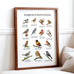 Songbirds of North America Poster – Watercolor Bird Identification Chart education –  Nature Classroom Decor