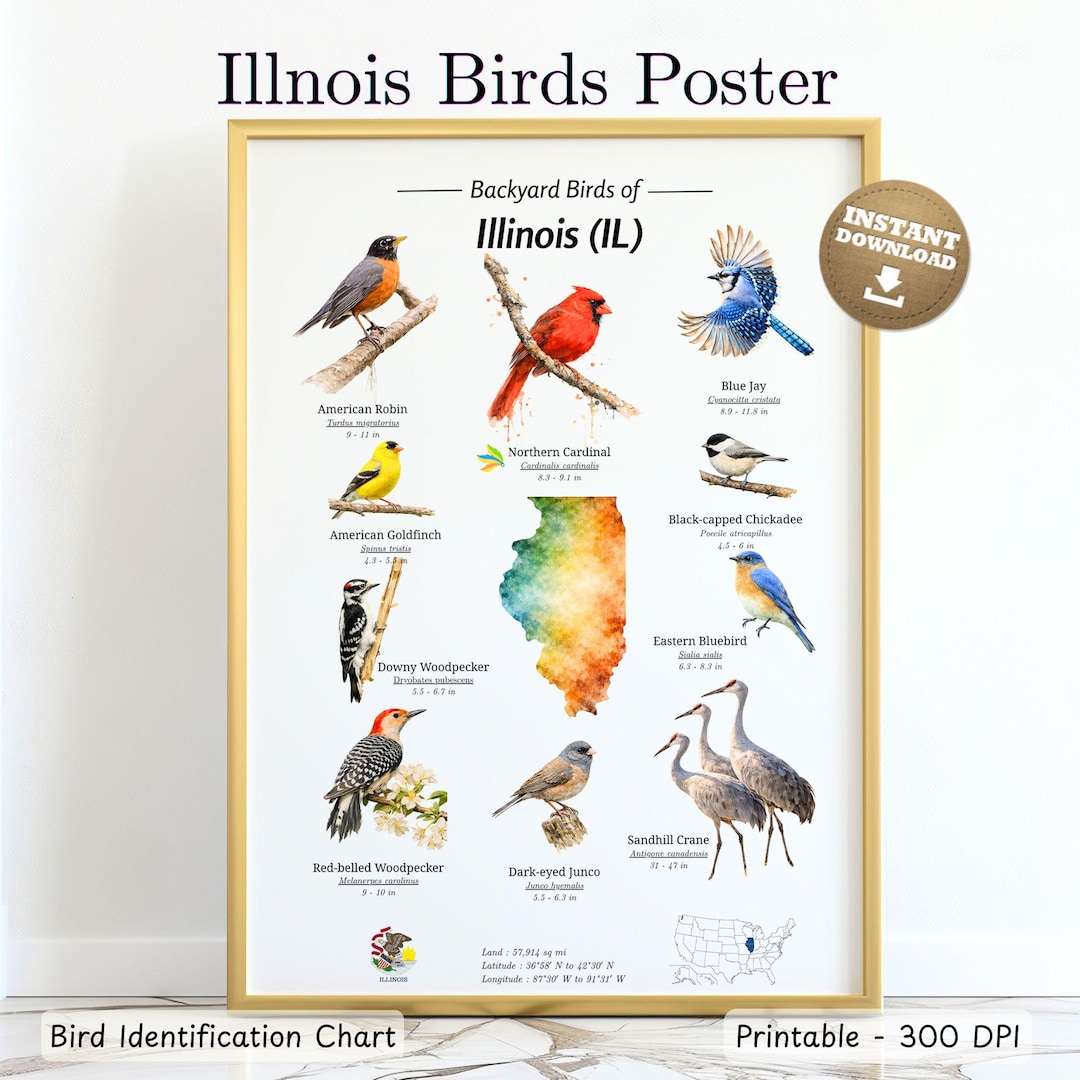 Printable Illinois State Backyard Birds Education Poster | Field Guide ...
