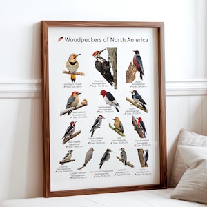 Identification Chart Educational – Woodpeckers of North America Watercolor Poster, Bird montessori homeschool, Nature Printable.