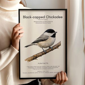 Black-capped Chickadee Poster Printable – Backyard Birds of North America – Watercolor Educational Nature Wall Art.