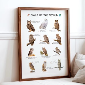 Owls of the World Watercolor Poster, Education Identification Chart, Bird Wall Art Printable, Kids Room.