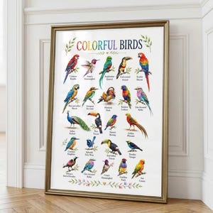 Może przedstawiać: Oprawiony wydruk artystyczny zatytułowany COLORFUL BIRDS przedstawiający dwadzieścia jeden szczegółowych ilustracji różnych gatunków ptaków, w tym arę, pawia i tukana, z których każdy jest podpisany czarnym tekstem na białym tle.