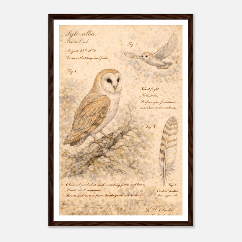Vintage Barn Owl Field Guide Poster - Archival Wildlife Art ...