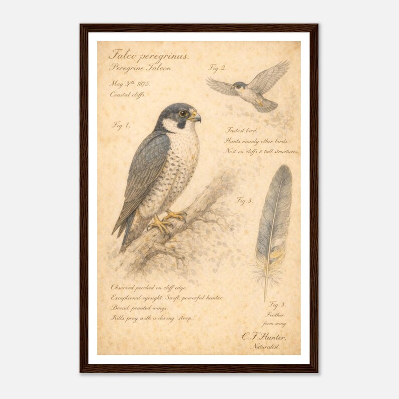 Vintage Peregrine Falcon Field Guide Poster - Archival Wildlife Art ...