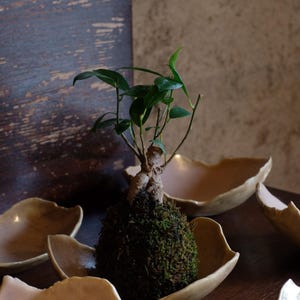 Peut inclure: Un petit bonsaï avec des feuilles vertes et une base recouverte de mousse est présenté dans une coupelle en céramique en forme de feuille, de couleur marron clair. Plusieurs coupelles similaires sont disposées sur une surface en bois sombre.