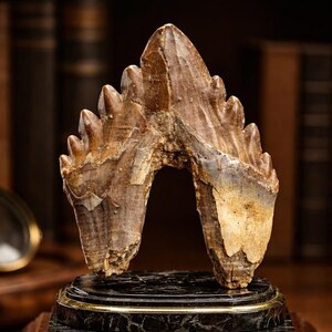 Auténtico fósil de diente de Basilosaurus: espécimen de diente de mejilla de ballena prehistórica del Eoceno procedente de Marruecos.