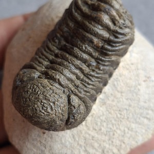 May include: A fossilized trilobite specimen with a segmented, dark brown, ridged exoskeleton resting on a light-colored, textured stone matrix. The fossil displays a rounded head section and a series of distinct, horizontal body segments.